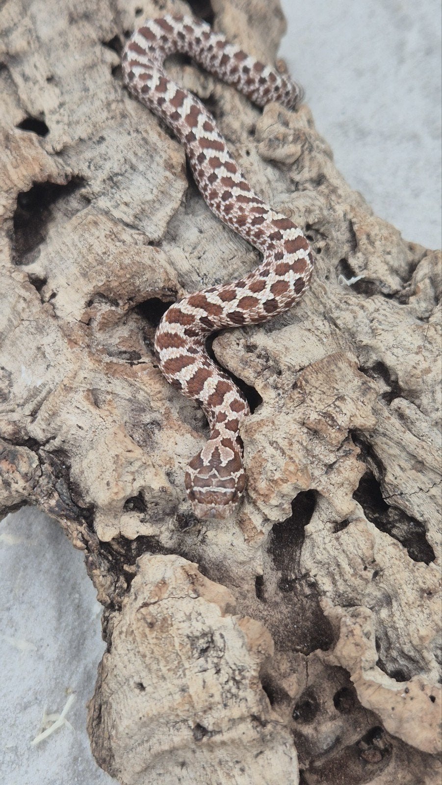haakneusslang ExRed het albino Hognose Snake photo 2
