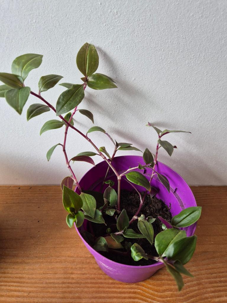 Tradescantia Mundula 'Green Hill' - Hangplant, Huis en Inrichting, Kamerplanten, Ophalen of Verzenden