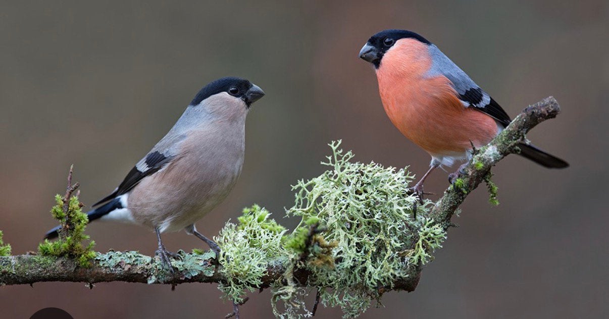 Koppel noordse Goudvink, Dieren en Toebehoren, Meerdere dieren, Wildzangvogel, Geringd