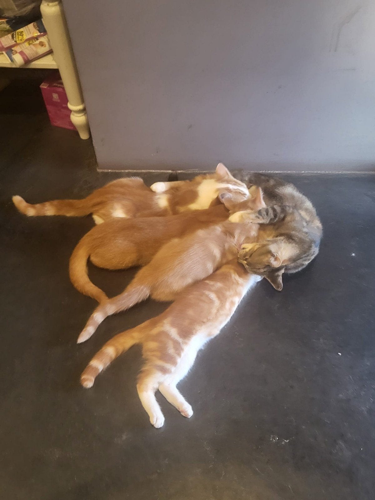 kittens, Mei, Meerdere dieren
