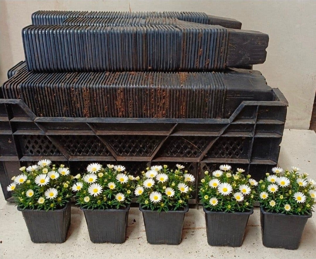 diverse kweekpotten plantenpotten bloempotten p9 9x9x10 cm, Kunststof, Gebruikt, Minder dan 30 cm, Vierkant
