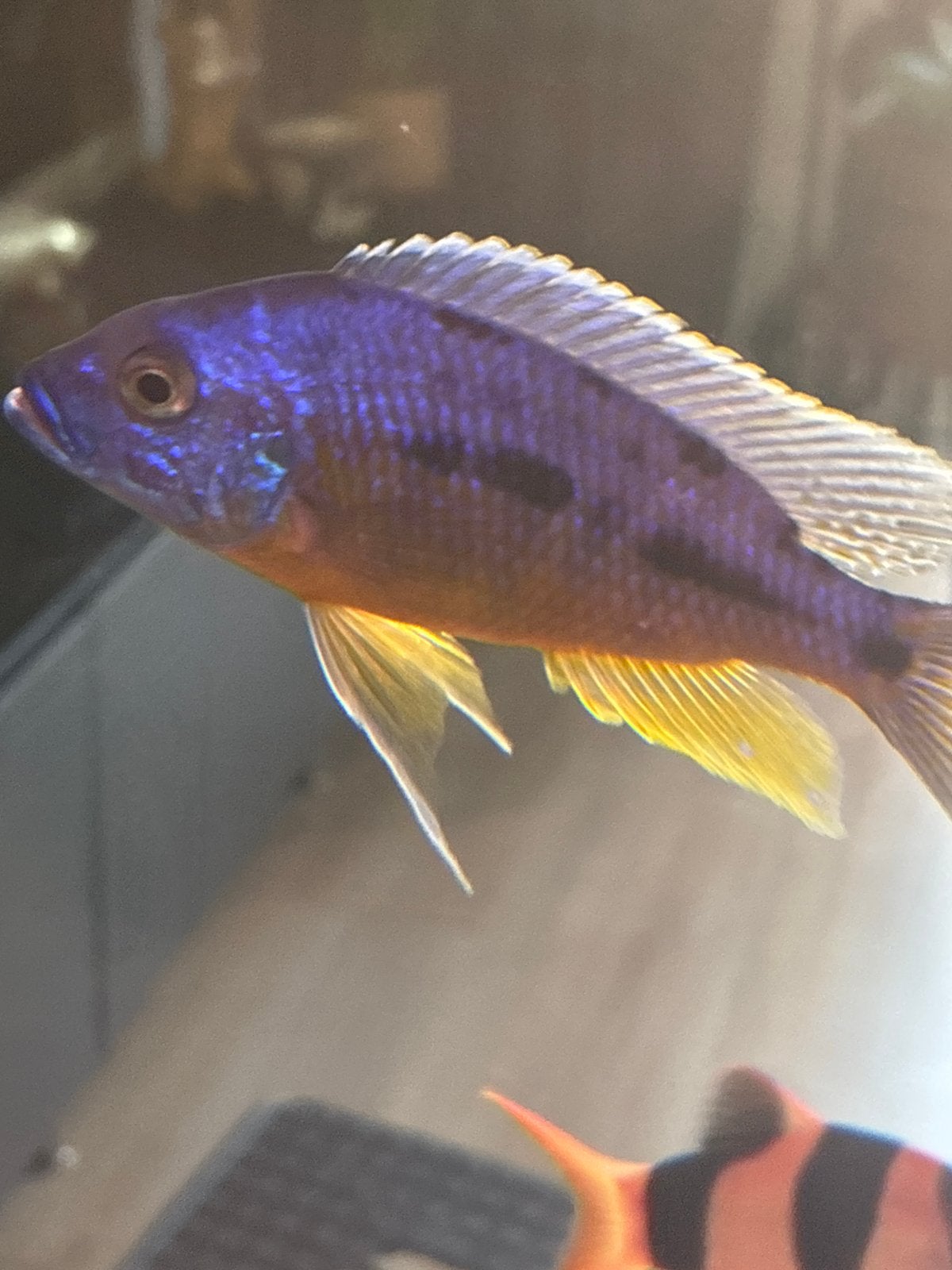 Malawi cichliden, Vis