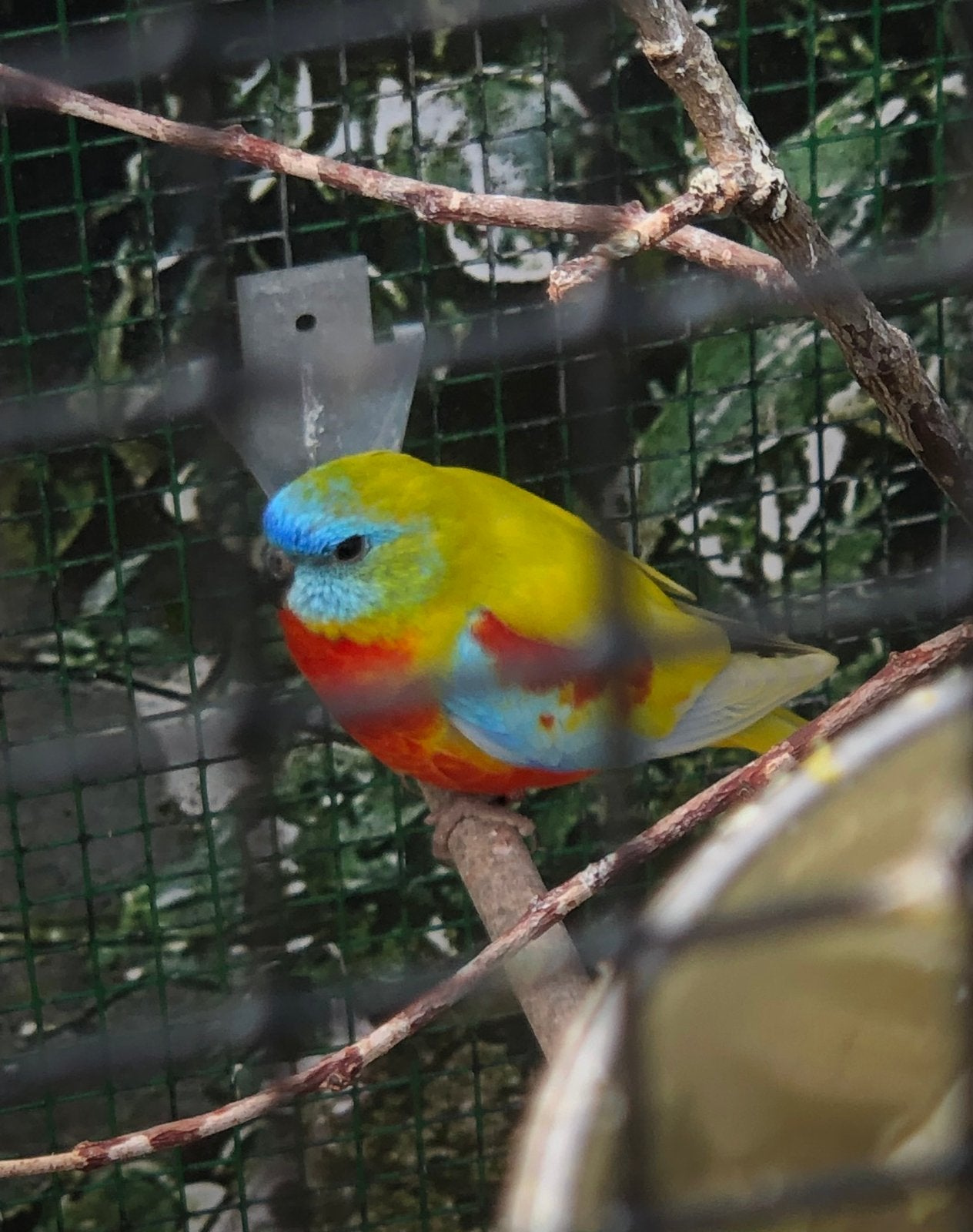 Te koop: Een mooie turquoisine man, geringd, Mannelijk, Parkiet, Geringd
