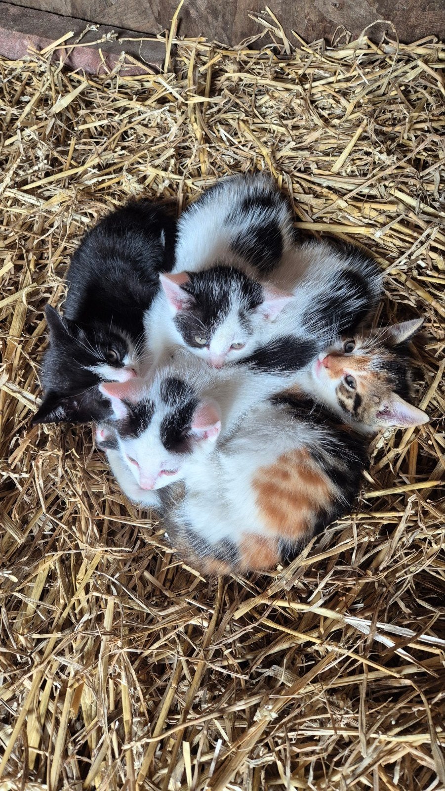4 boerderij katjes, Dieren en Toebehoren, Katten en Kittens | Overige Katten, Meerdere dieren, Kortharig, 0 tot 2 jaar