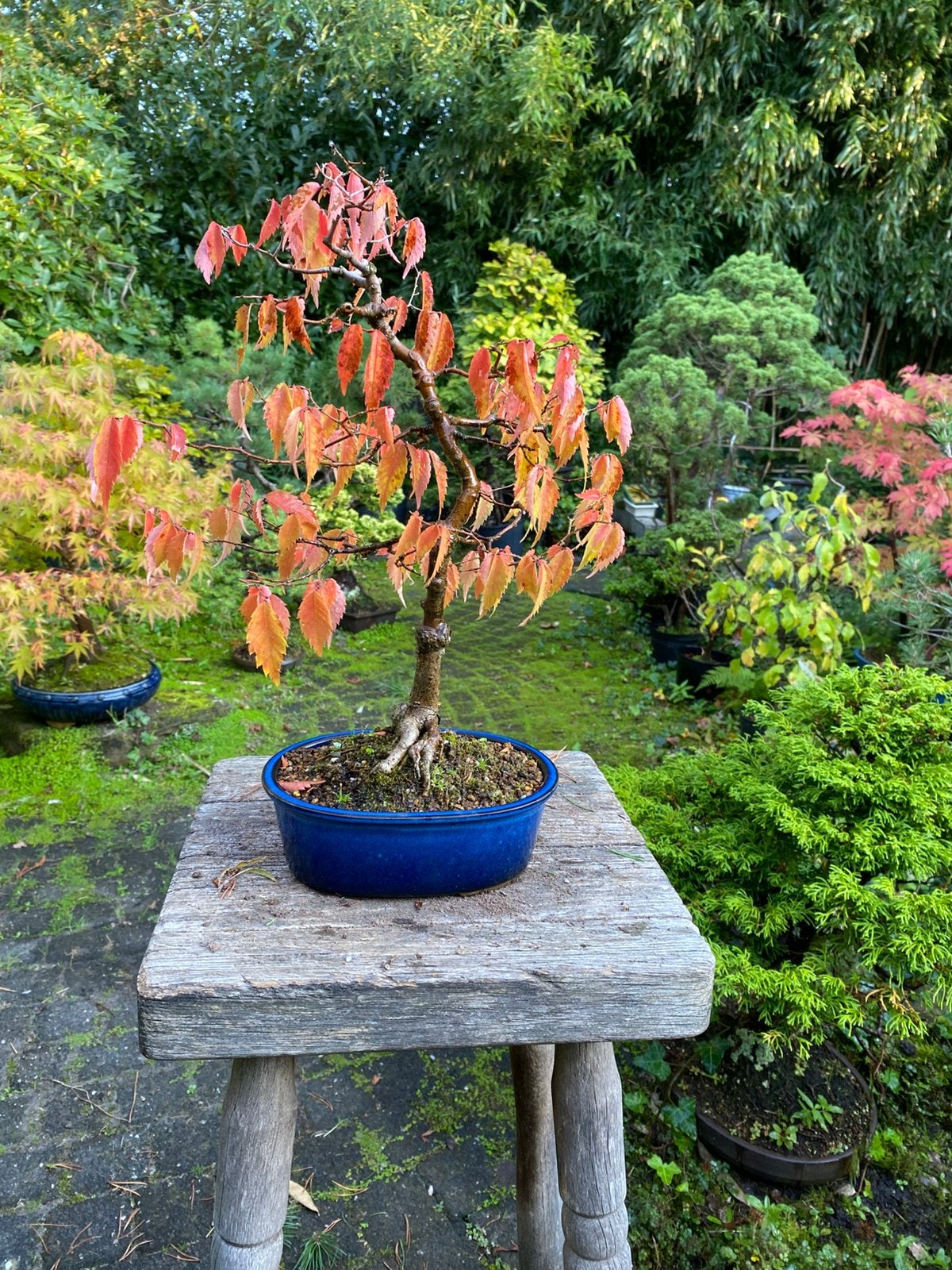 Bonsai Zelkova serrata, Ophalen of Verzenden