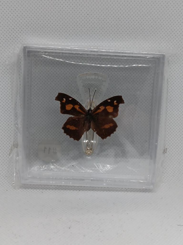Vlinder Nettelboomvlinder, Ophalen of Verzenden, Nieuw, Insect, Opgezet dier