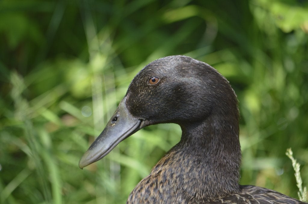 7 Mooie tamme Indische Loopeenden kuikens, Dieren en Toebehoren, Meerdere dieren, Eend