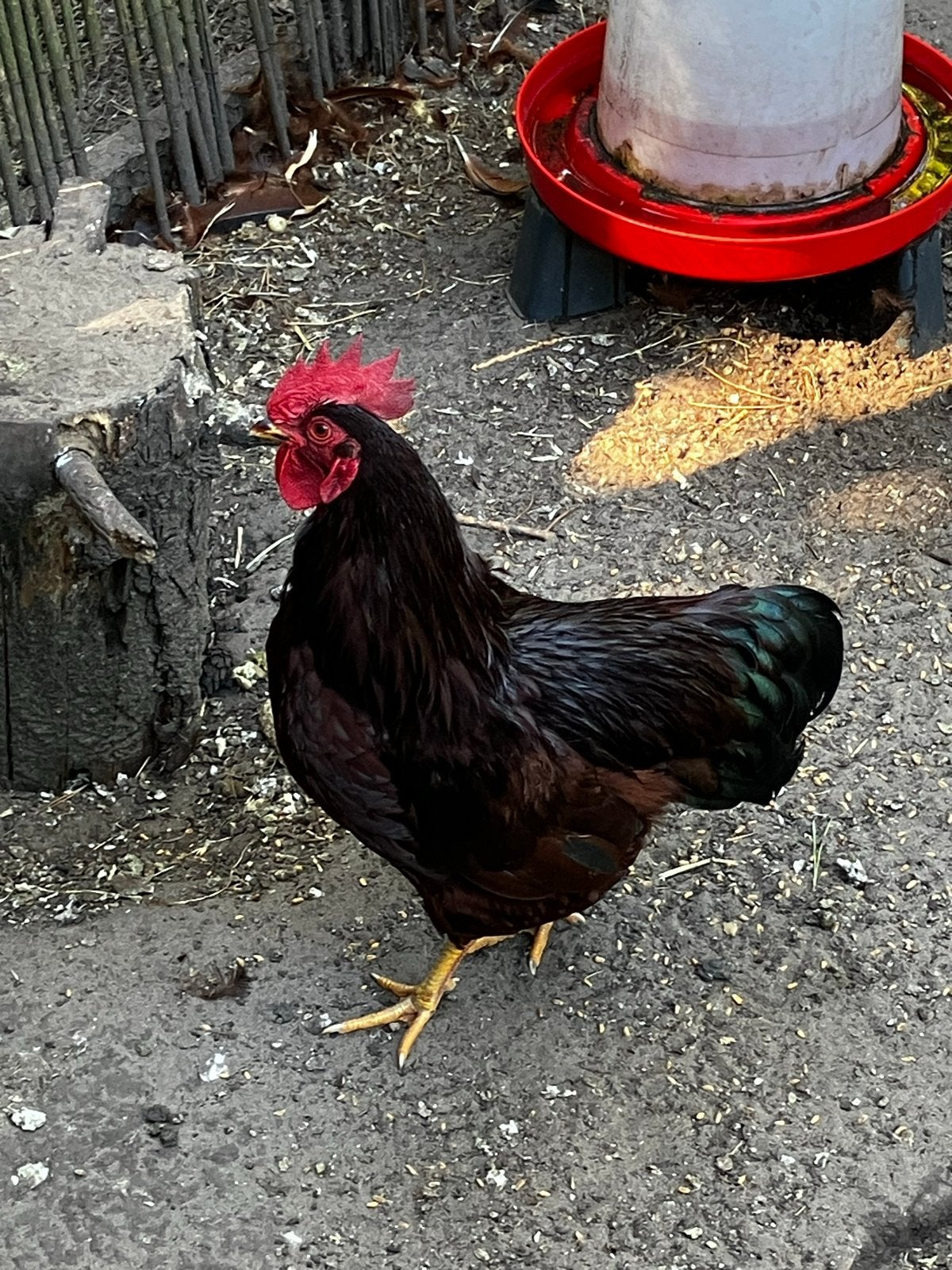 Rhode island red kriel haan., Dieren en Toebehoren, Pluimvee, Mannelijk, Kip