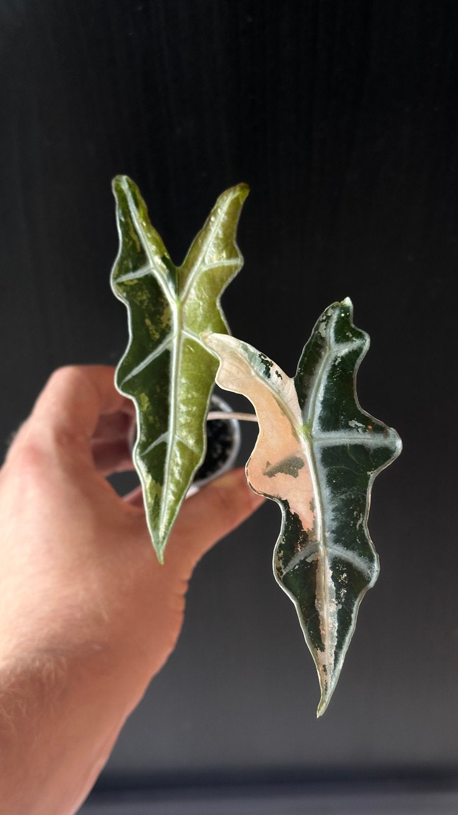 Alocasia Nobilis Pink Variegata, Ophalen of Verzenden