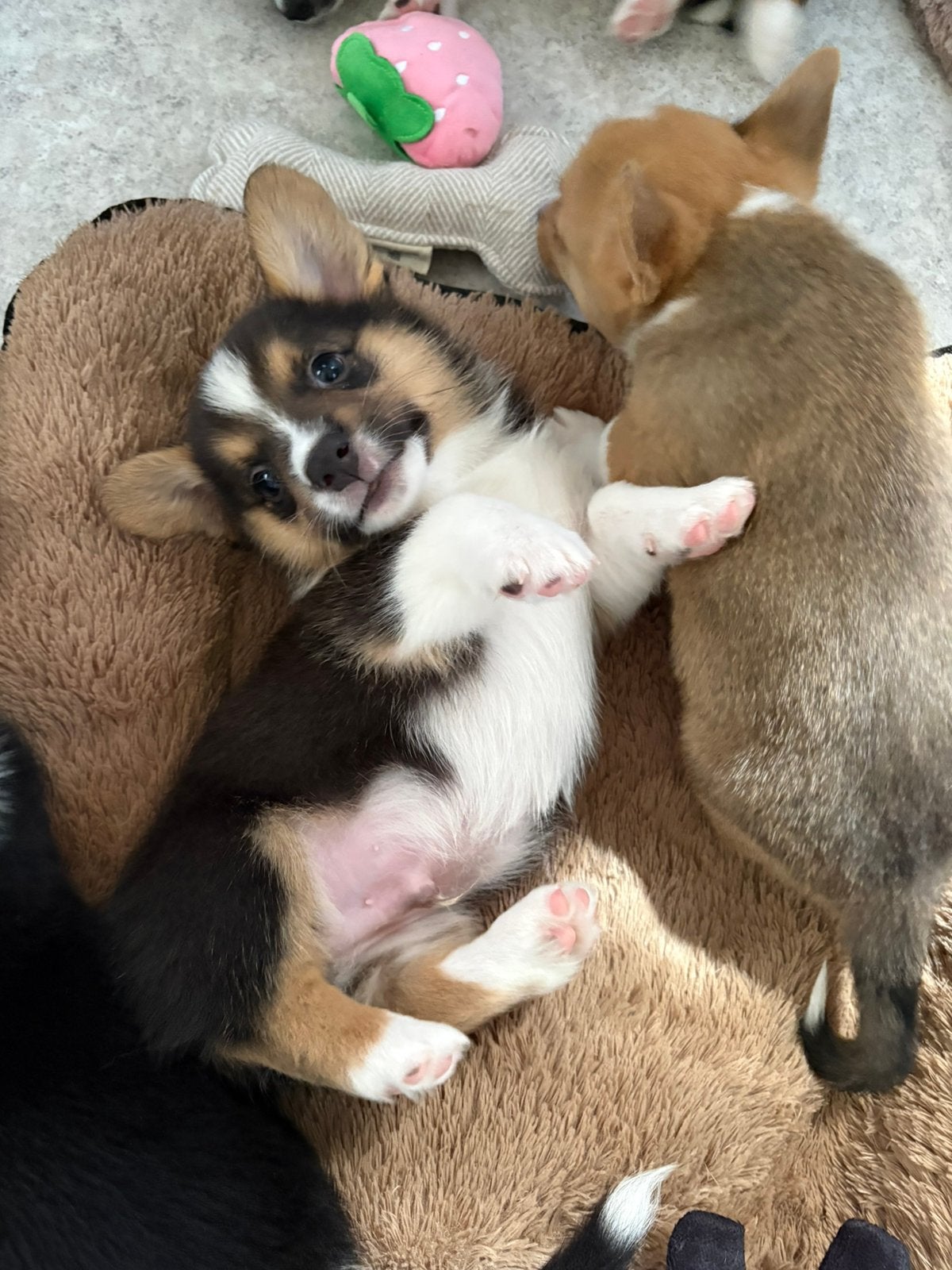 Welsh Corgi Cardigan pups, Parvo, 8 tot 15 weken, Meerdere, Nederland