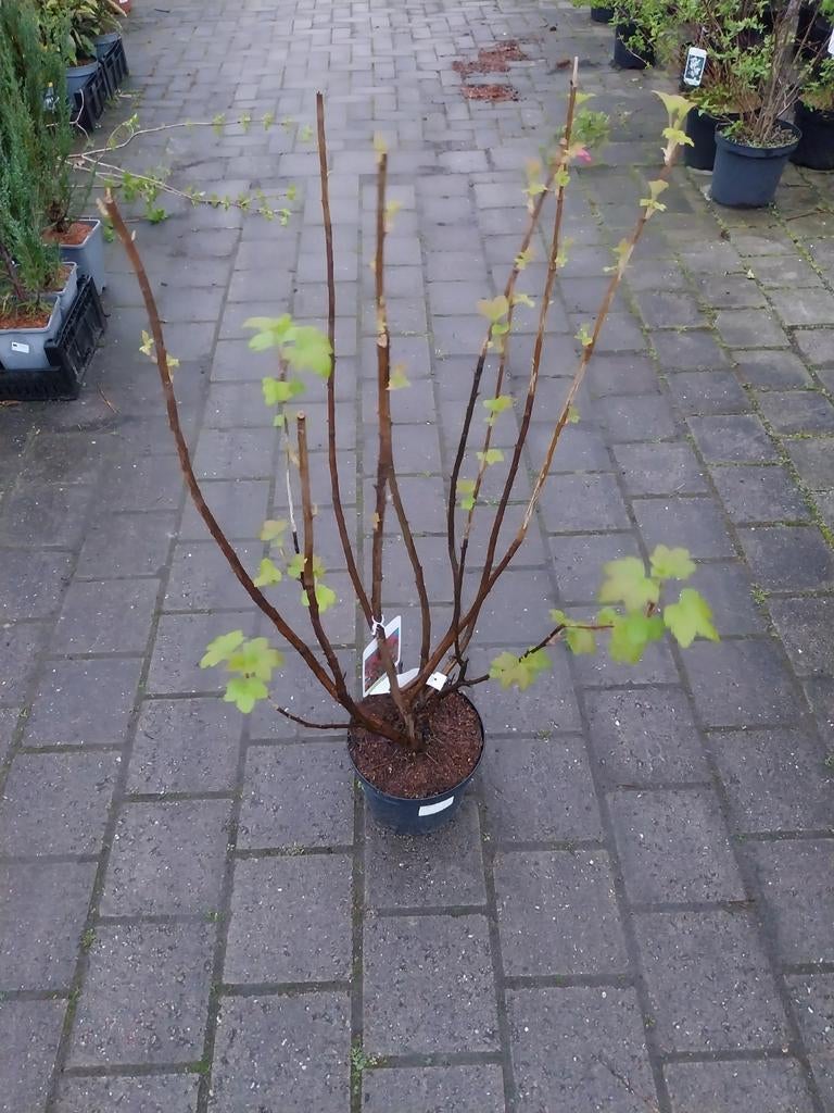 Ribes 'King Edward' - Rode Bes, Ophalen, Volle zon, Vaste plant, Fruitplanten