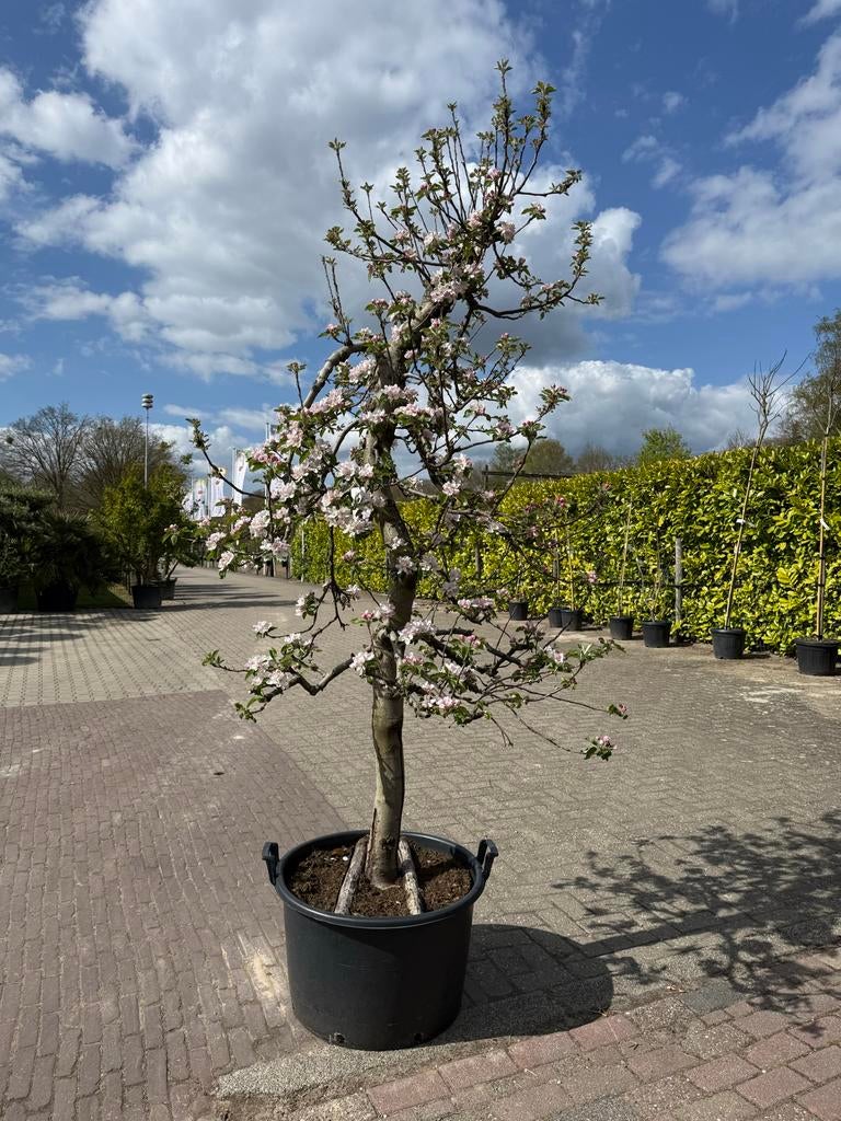 Elstar Appelboom 300cm hoog inclusief pot, Ophalen, 250 tot 400 cm, In pot, Appelboom