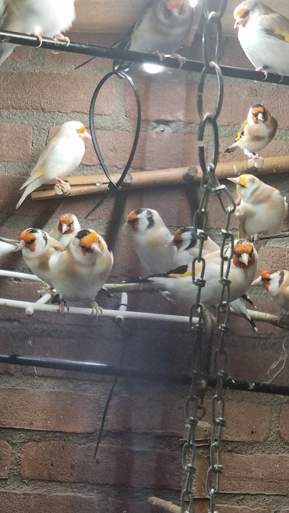 mayor putter, Dieren en Toebehoren, Meerdere dieren, Bastaard
