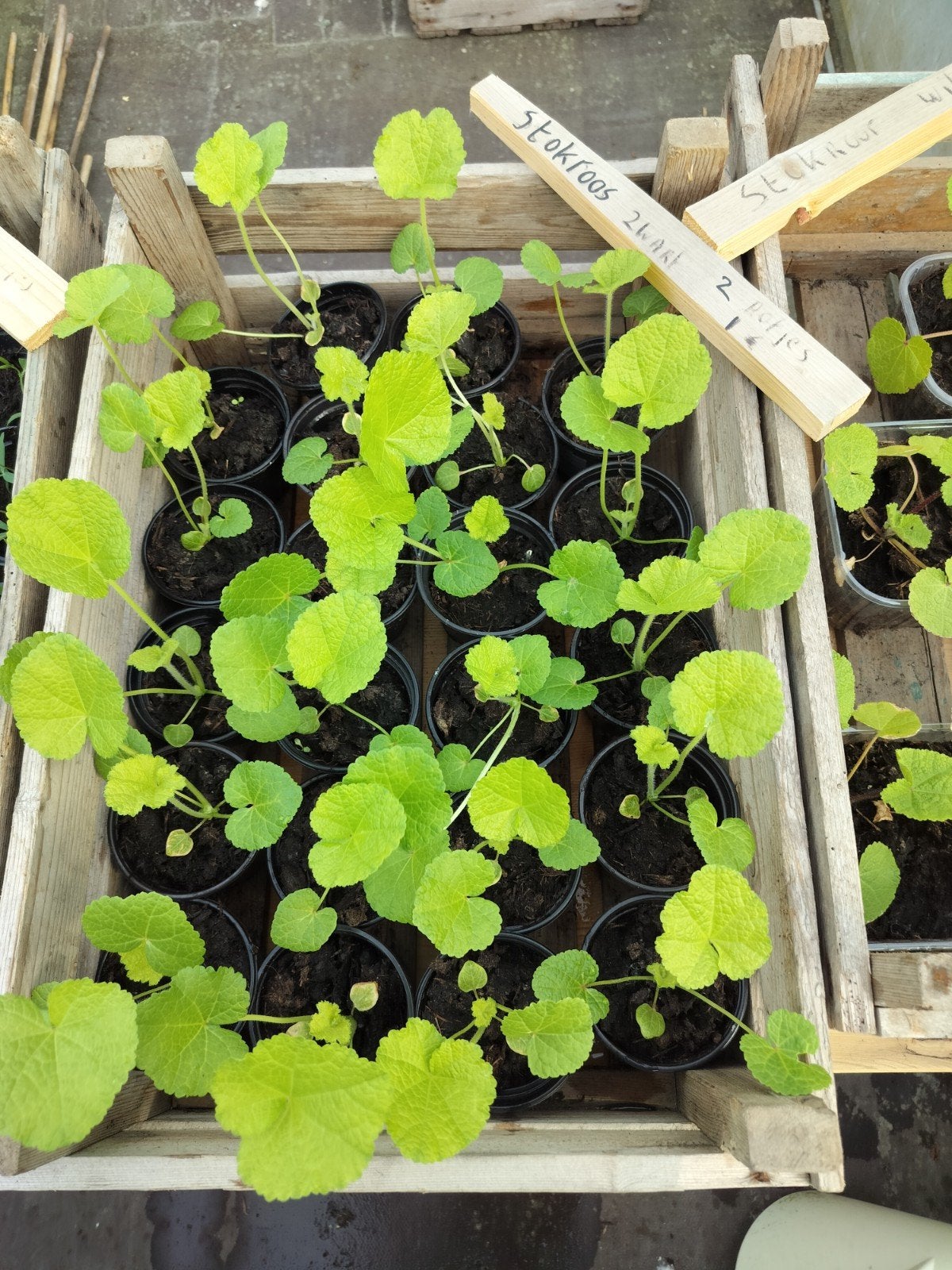 Hete peper planten 1.50 per stuk., Ophalen, Eenjarig, Groenteplanten, Volle zon