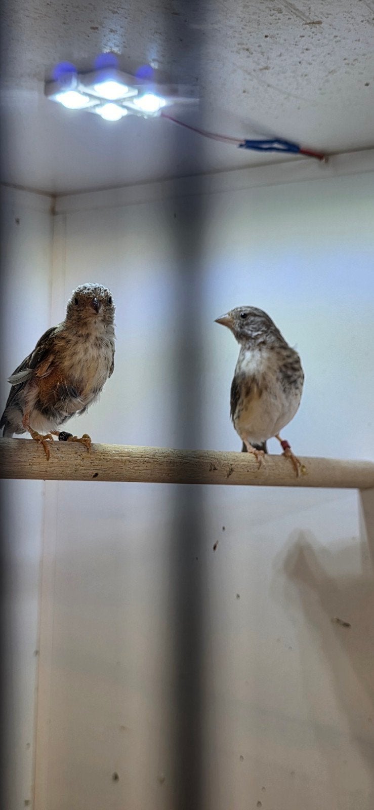 1-1 witstuit edelzanger, Dieren en Toebehoren, Meerdere dieren