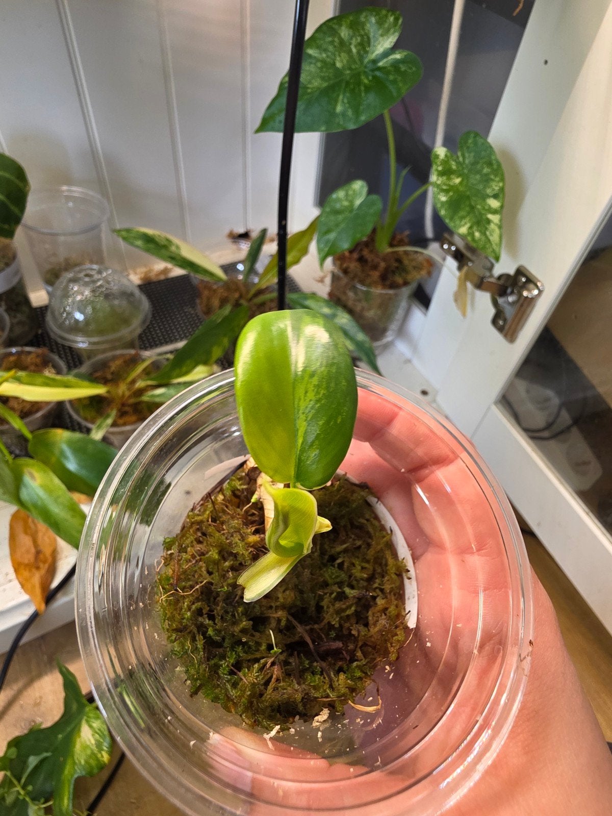 Philodendron florida beauty x mayoi, Ophalen of Verzenden, Halfschaduw, Minder dan 100 cm
