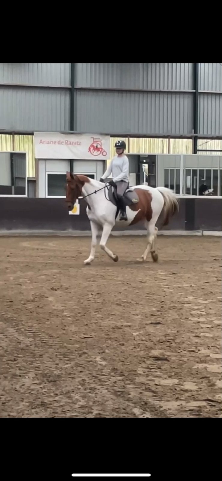 Bijrijdpony gezocht in Utrecht, Ophalen of Verzenden