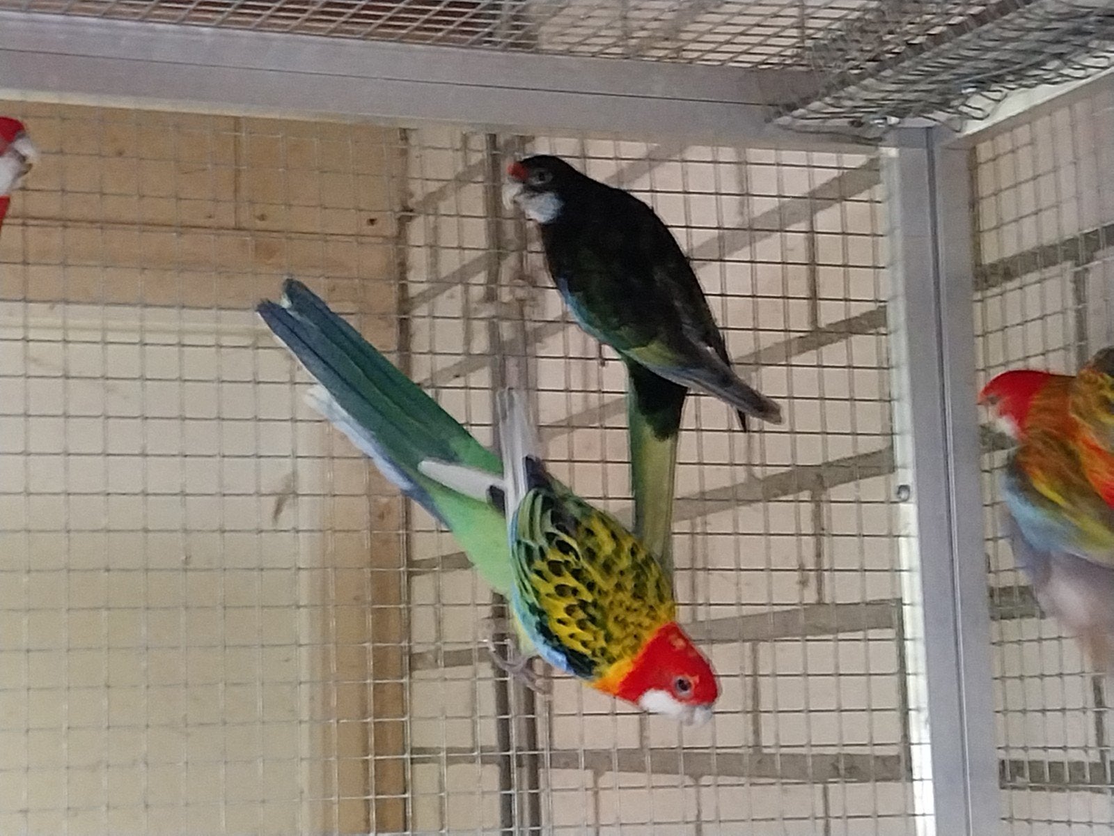 Te koop koppel rosella's, Meerdere dieren, Parkiet, Geringd