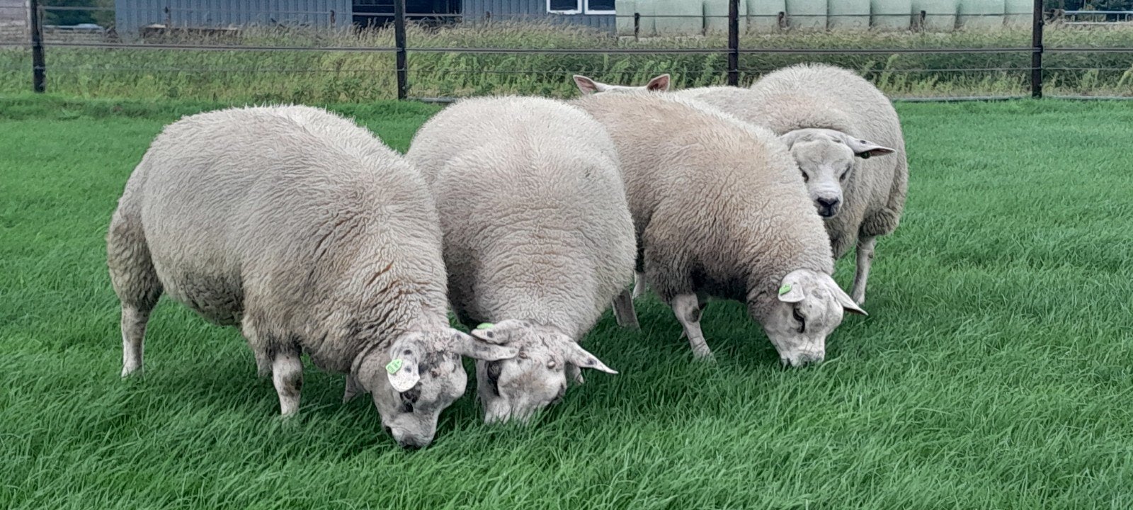 Texelaar dekrammen., Mannelijk, Schaap, 0 tot 2 jaar