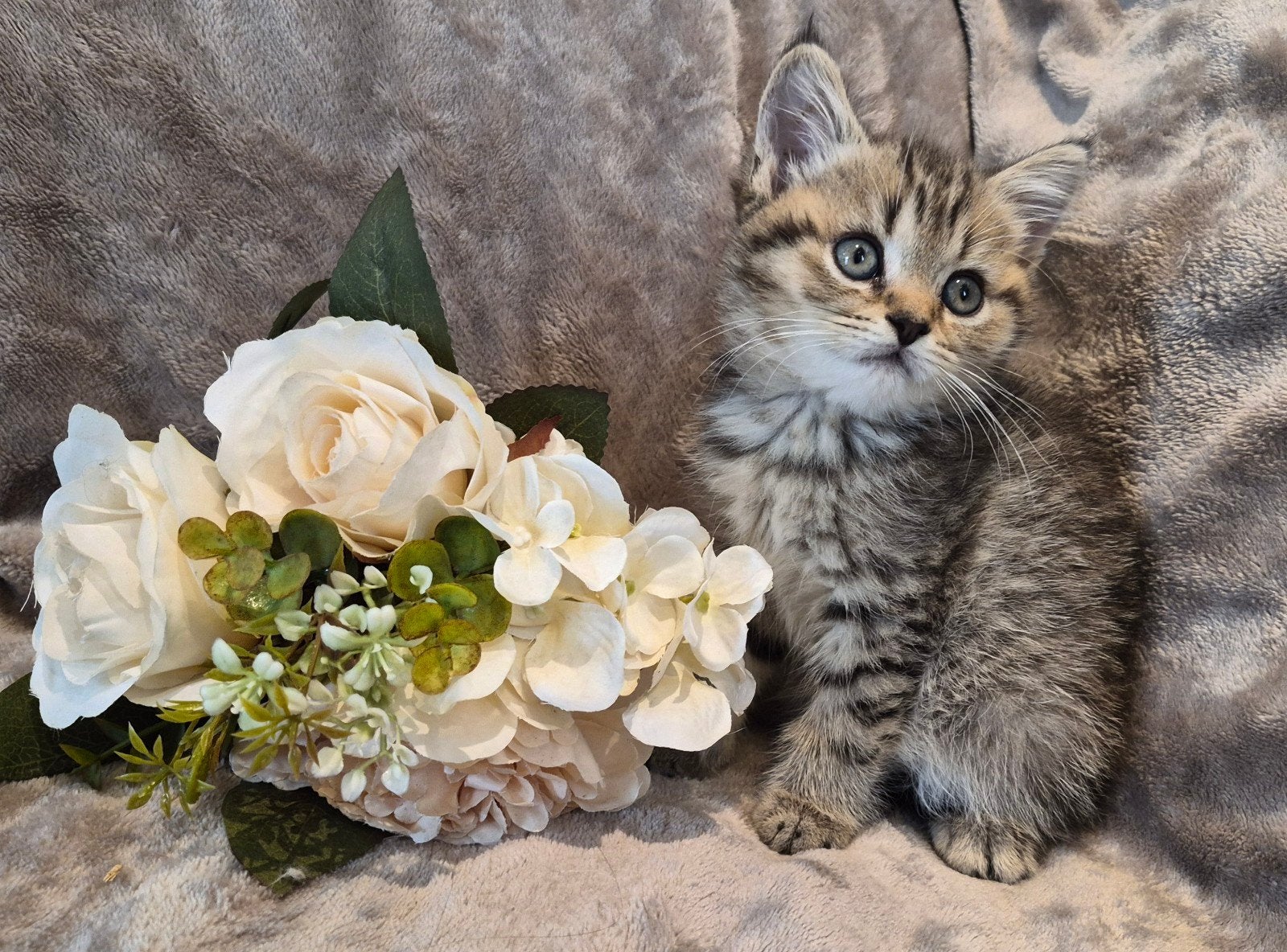 britsekorthaar kittens mogen al weg, Dieren en Toebehoren, Katten en Kittens | Raskatten | Korthaar, Meerdere dieren