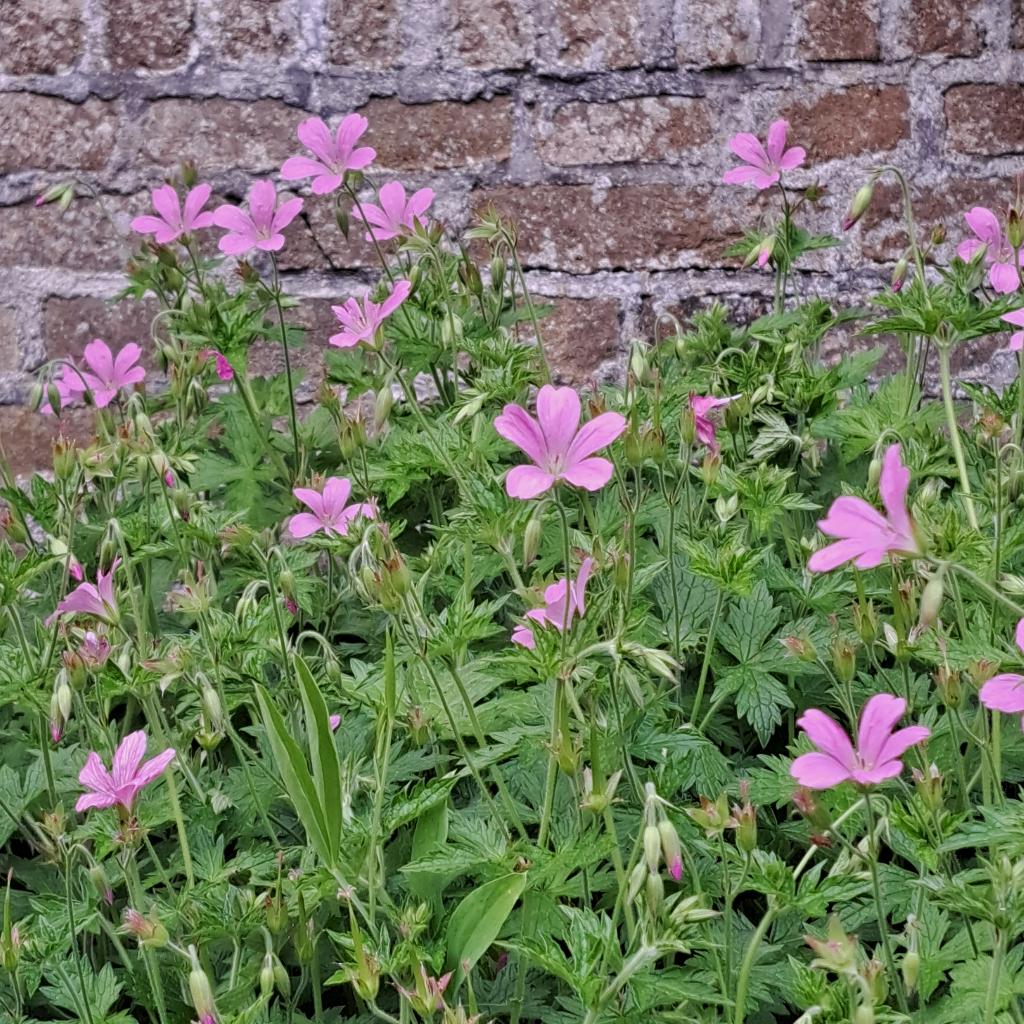 Geranium Endressii  rose  vaste plant, Bodembedekkers, Volle zon, Vaste plant, Ophalen of Verzenden