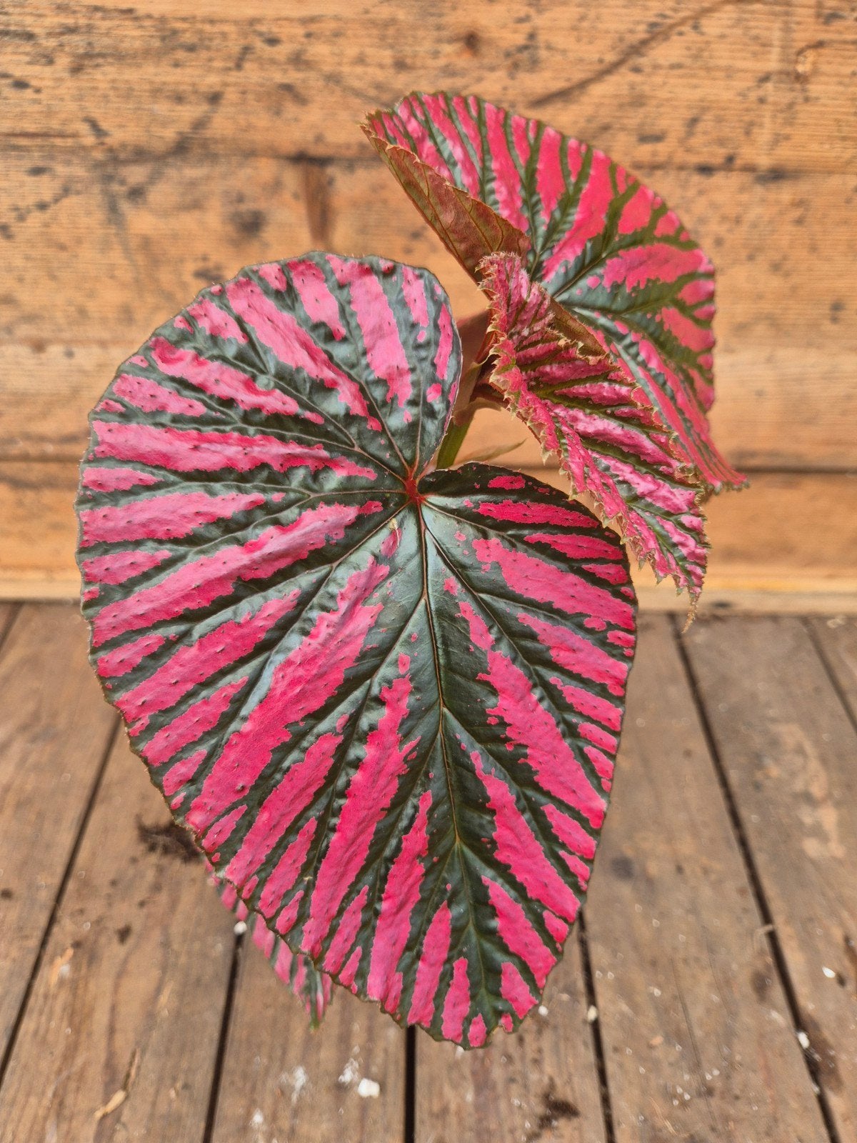Begonia Brevirimosa p12, Huis en Inrichting, Kamerplanten, Ophalen of Verzenden, Halfschaduw, Minder dan 100 cm