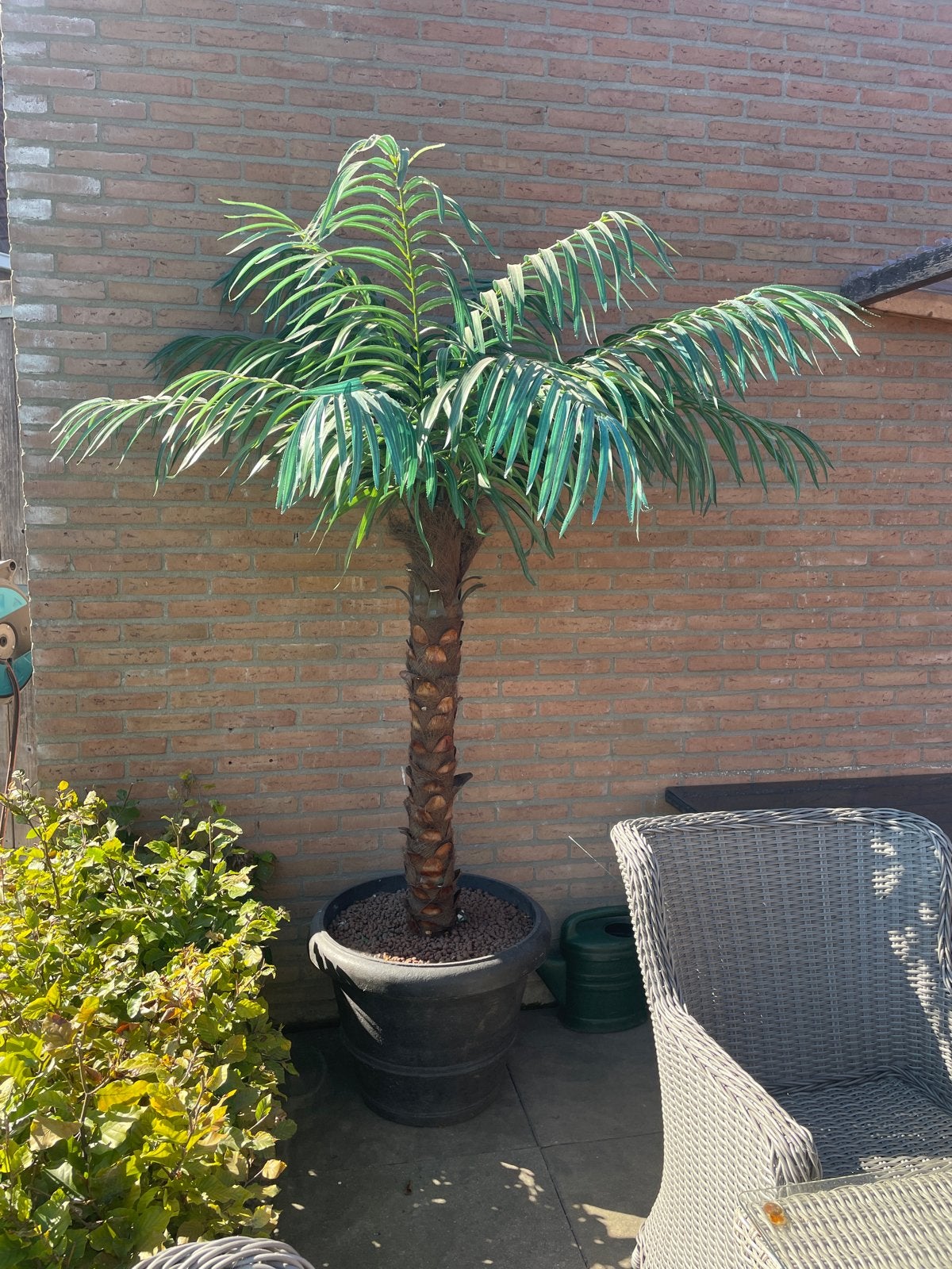Grote kunstpalm in pot voor binnen of buiten, Volle zon, Vaste plant, Bloeit niet, Ophalen