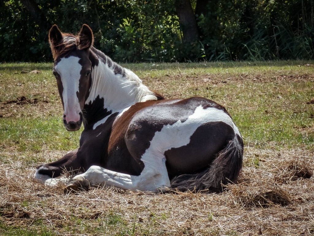Meerdere veulens uit natuurlijke kudde, Dieren en Toebehoren, Paarden, 0 tot 2 jaar, Onbeleerd, Meerdere dieren, Recreatiepaard
