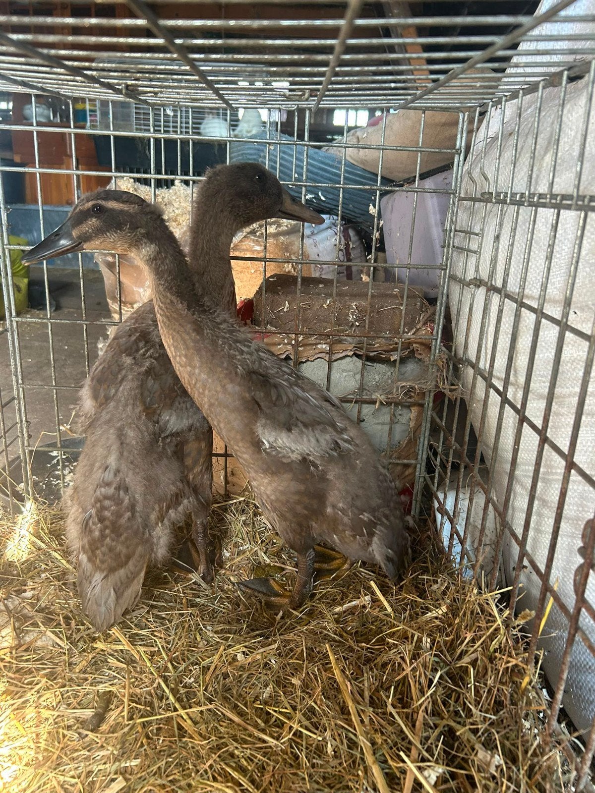 2 leuke loopeenden, Dieren en Toebehoren, Pluimvee, Eend