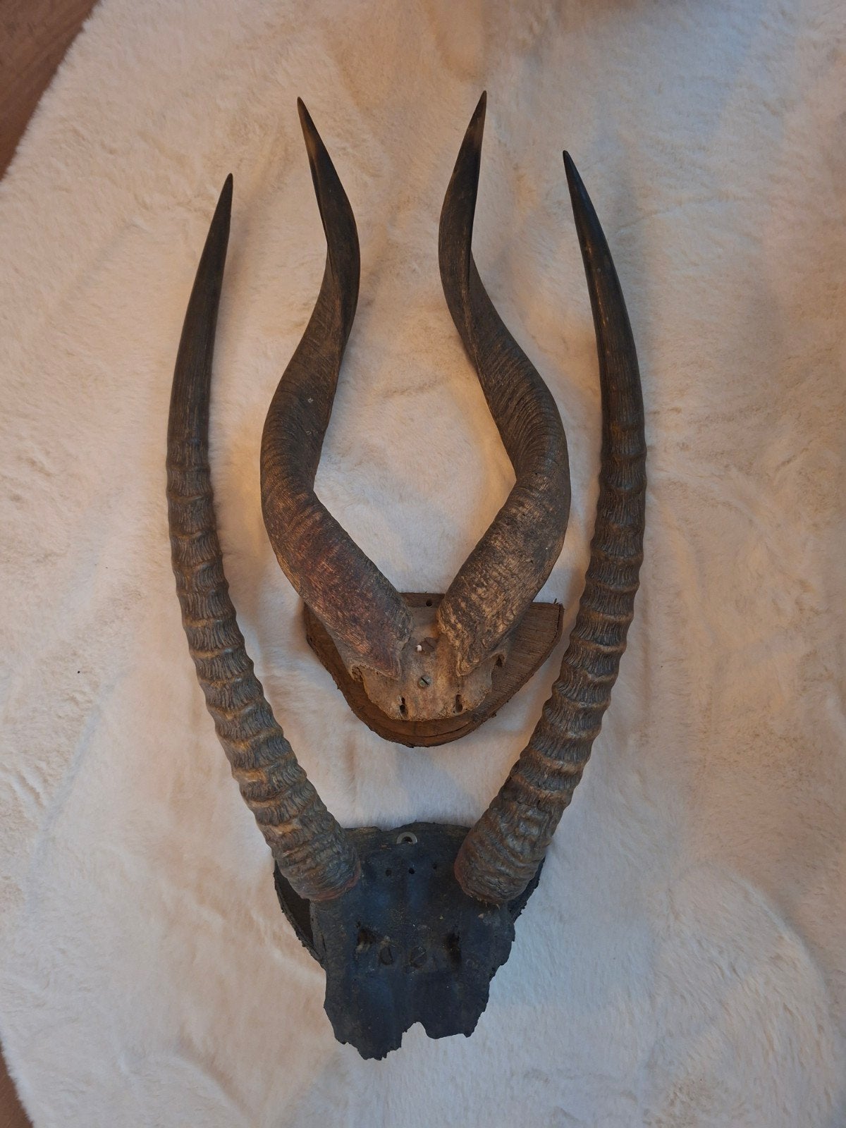 Prachtige Vintage Set Antiloop Hoorns (Waterbok & Impala), Ophalen, Gebruikt, Opgezet dier