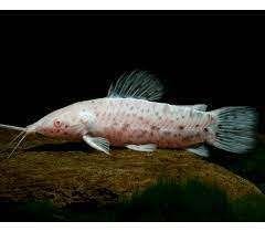kwi kwi albino €12,50, ., Overige typen, Nieuw, Ophalen of Verzenden