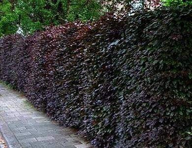 Rode bladhoudende beukenhagen, beukhaag, fagus, Tuin en Terras, Ophalen of Verzenden, Beukenhaag, Haag, 100 tot 250 cm