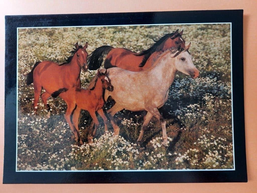 ansichtkaart paard veulen, Verzamelen, Ansichtkaarten | Dieren, Ophalen, 1980 tot heden, Ongelopen, Paard