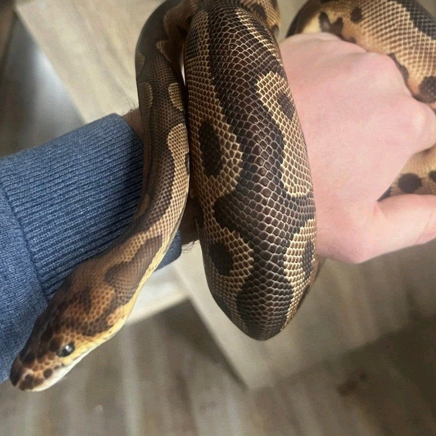 koningpython man ruilen skink, schildpad, gekko, beardie