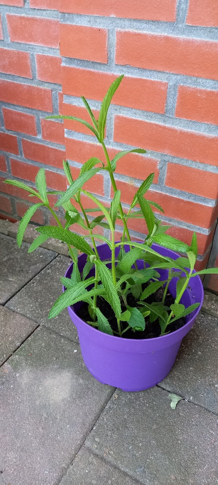 16 Verbena's, Ophalen, Overige soorten, Volle zon