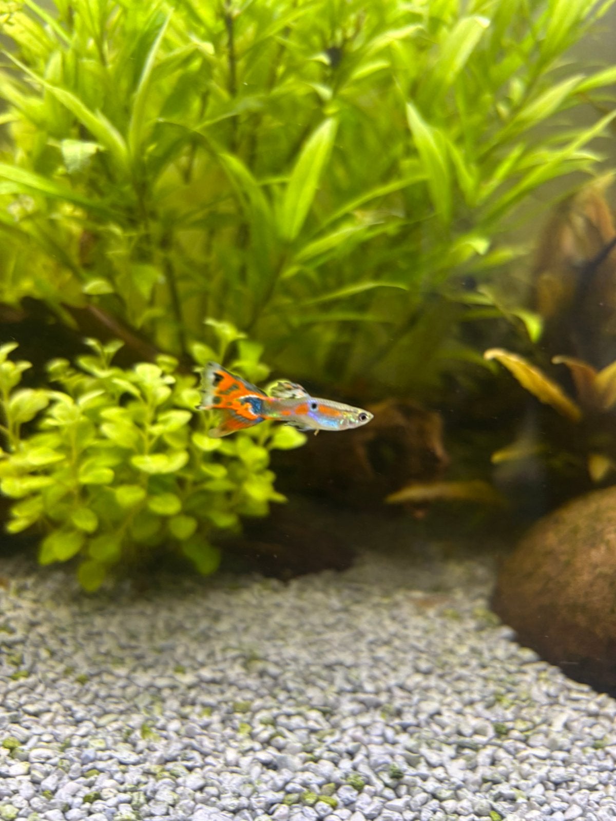 Guppen + Afrikaanse blauwoogjes, Dieren en Toebehoren, Vis