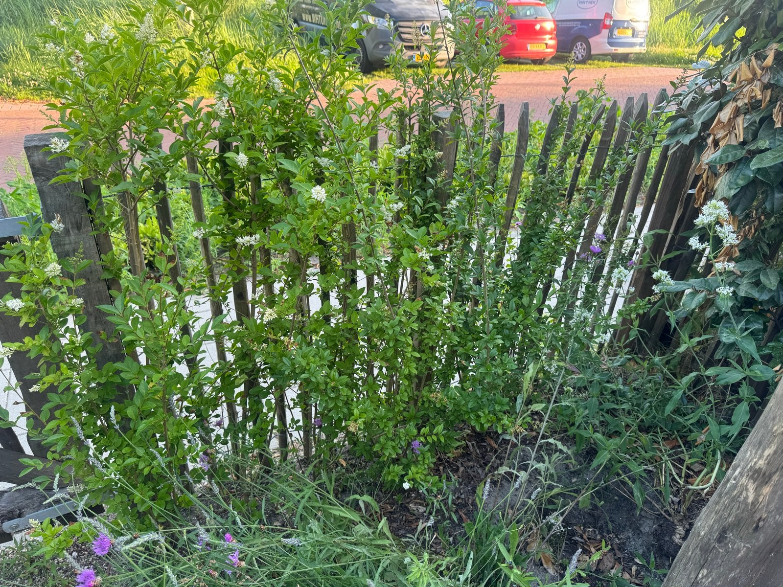 12 Ligusterhagen - 1,5 jaar oud, groeien goed, Tuin en Terras, Planten | Struiken en Hagen, Ophalen, Liguster, Haag, 100 tot 250 cm