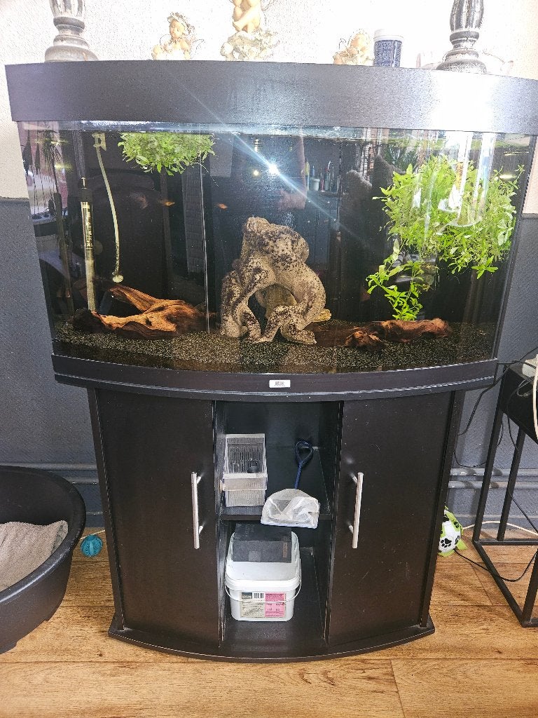 Aquarium, Dieren en Toebehoren, Vissen | Aquaria en Toebehoren, Ophalen, Inclusief vissen, Gebruikt, Gevuld zoetwateraquarium