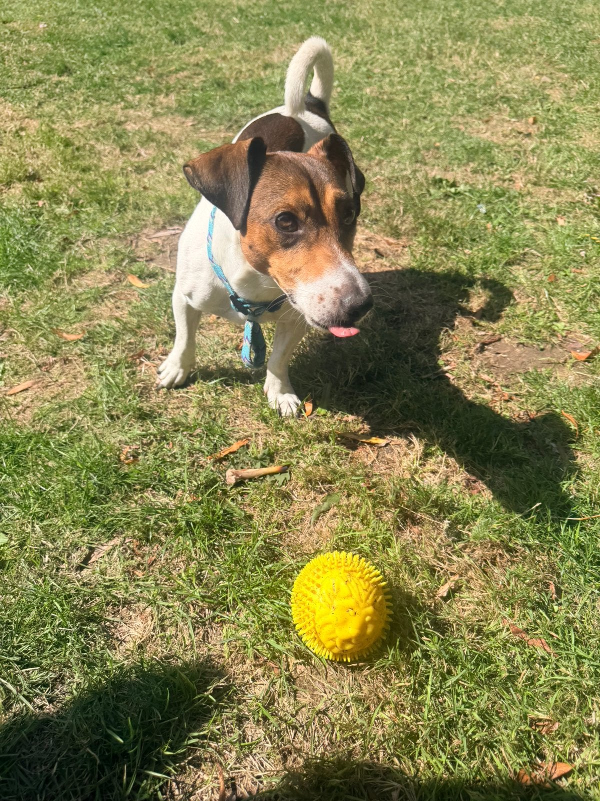 Jack Russell Terrier, Jack Russell Terriër, Reu, 1 tot 2 jaar, Parvo