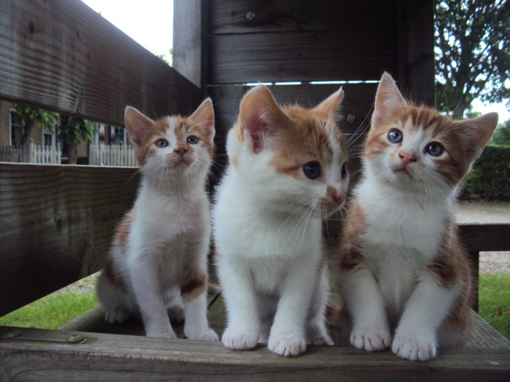 Prachtige kittens rood wit cyper lap kater poes GELIJK MEE, Meerdere dieren, Kortharig, 0 tot 2 jaar