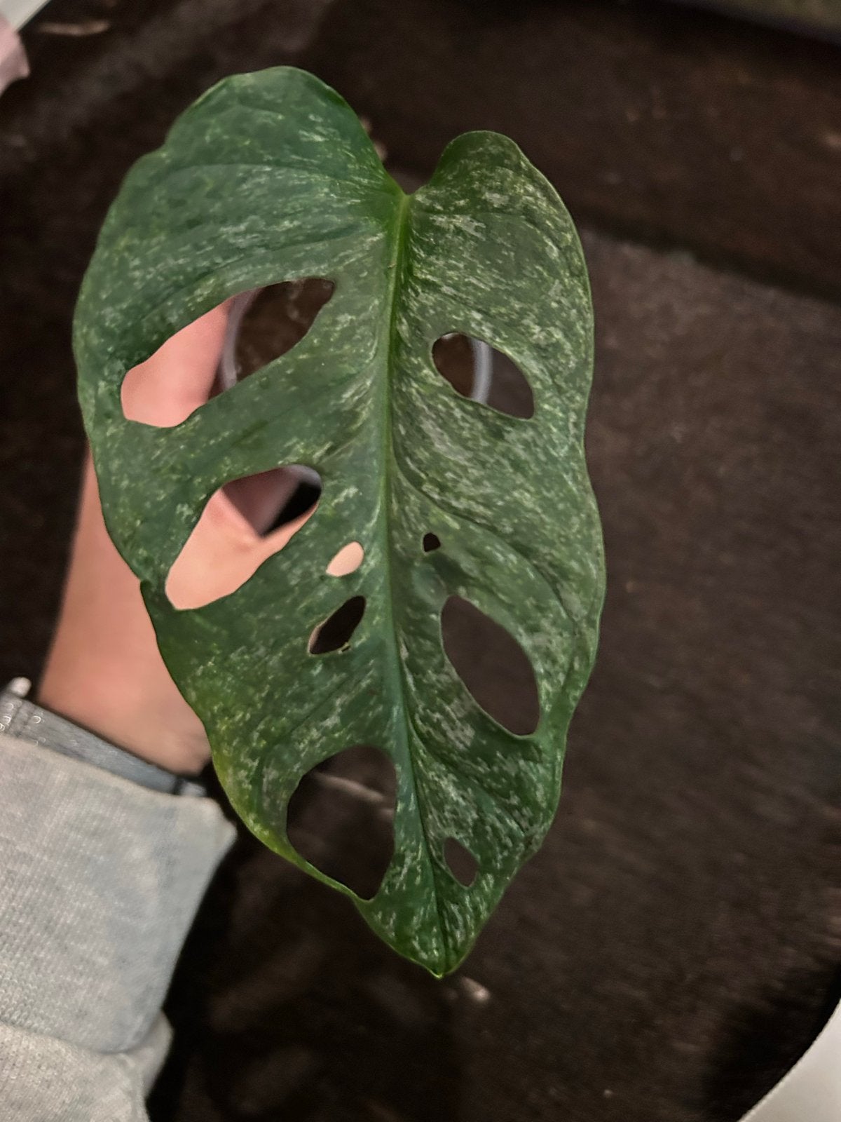 Monstera Adansonii Mint - Zeldzame Stek, Ophalen of Verzenden, Halfschaduw, Minder dan 100 cm