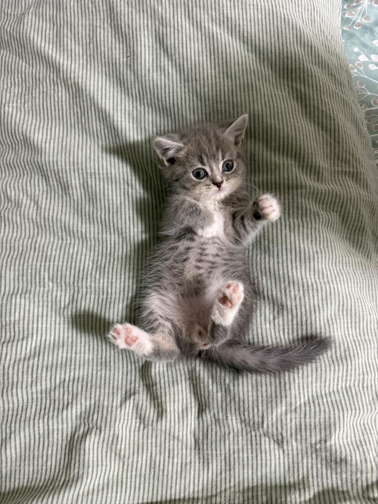 Britse Korthaar / Perzische mix kittens - shorthair, Kater, Kortharig, 0 tot 2 jaar
