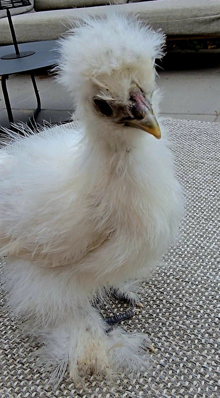 USA Zijdehoen Haan evt met hen, Dieren en Toebehoren, Pluimvee, Meerdere dieren, Kip