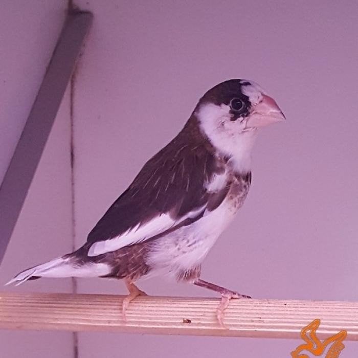 Lonchura domestica, Meerdere dieren