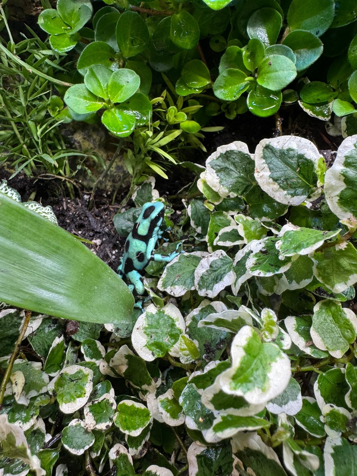 * Dendrobates auratus (Costa Rica en Blue & Bronze), Dieren en Toebehoren, Reptielen en Amfibieën, Amfibie, 0 tot 2 jaar