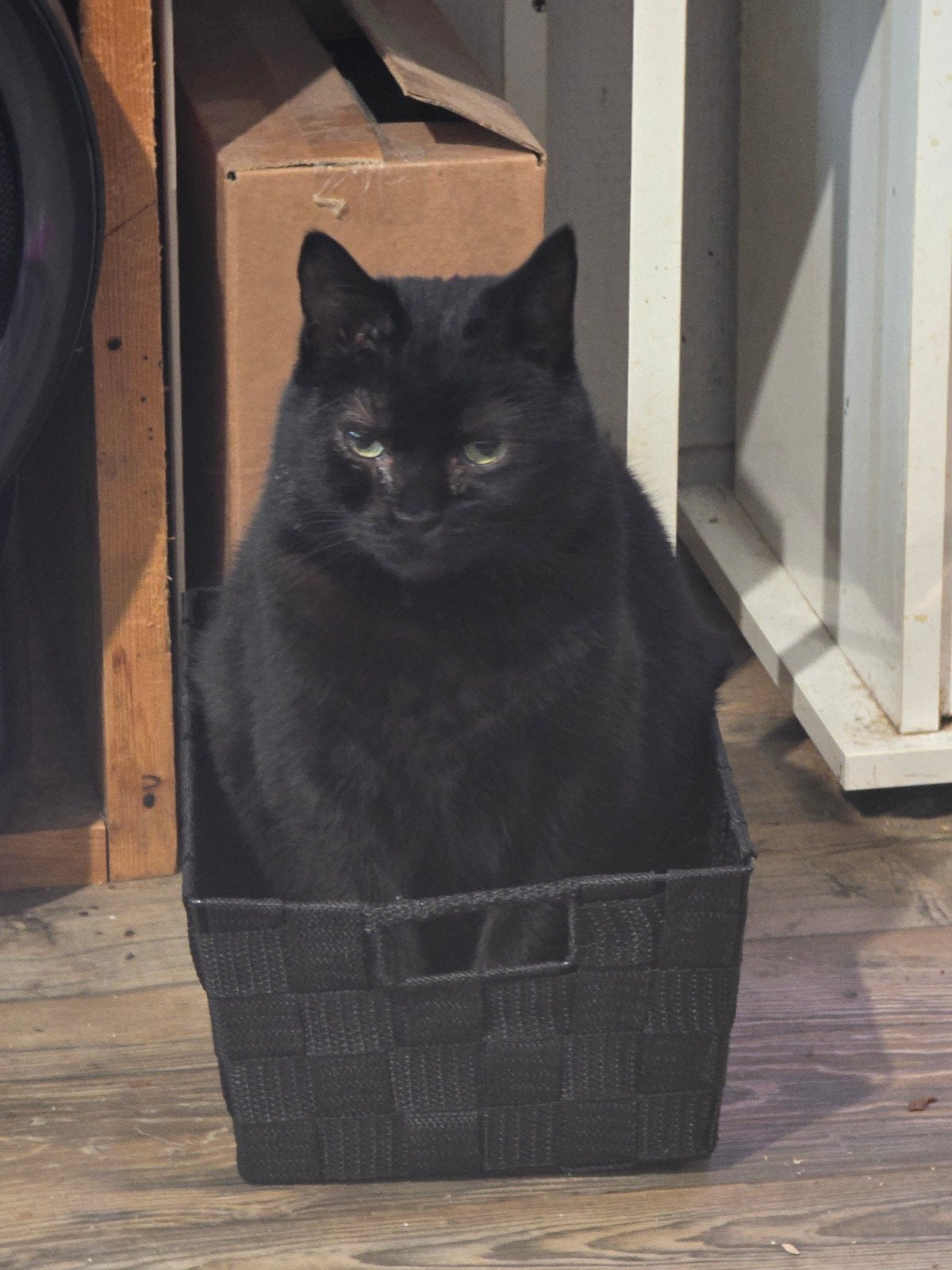 5 jarige zwarte poes, Dieren en Toebehoren, Katten en Kittens | Overige Katten, Poes, Kortharig, 3 tot 5 jaar