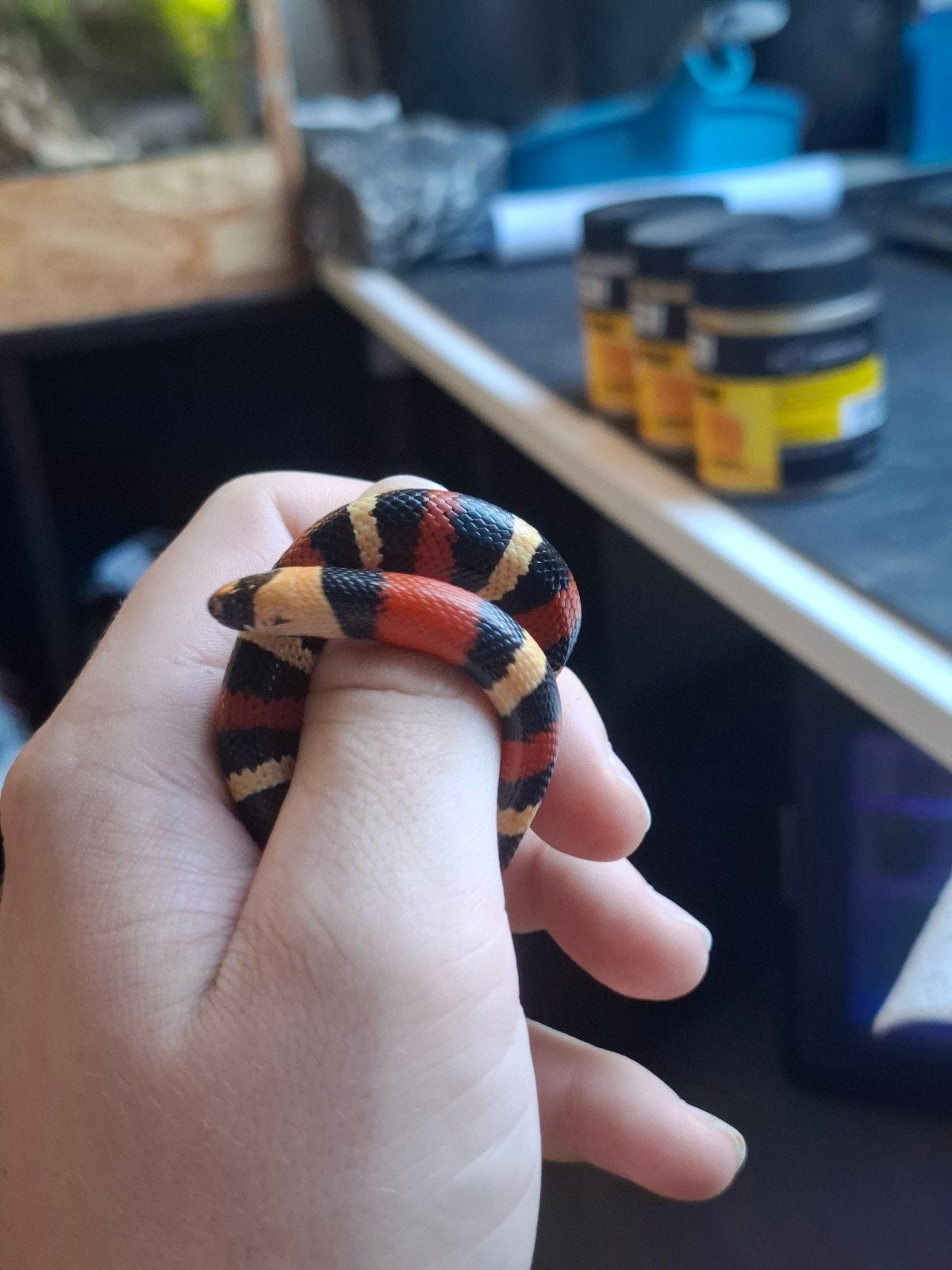melkslang l. campbelli Milk Snake - unknown for sale from Thomas