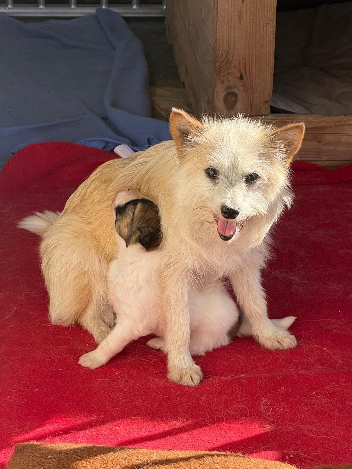 Puppy zoekt thuis, ter adoptie, Dieren en Toebehoren, 15 weken tot 1 jaar, Handelaar, Buitenland, Parvo