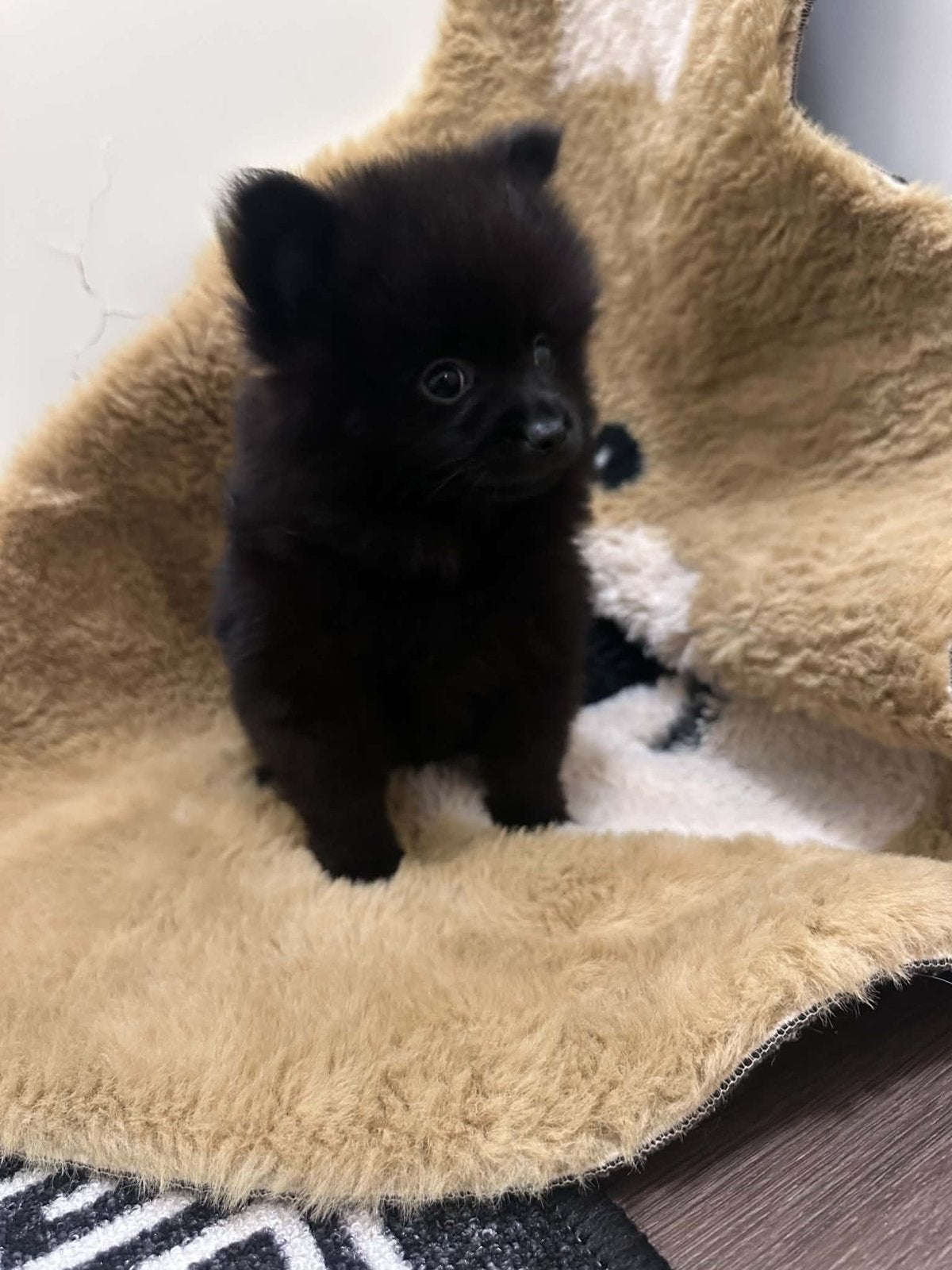Pomeriaan bearface pup reu, 8 tot 15 weken, Eén hond, Nederland, Particulier