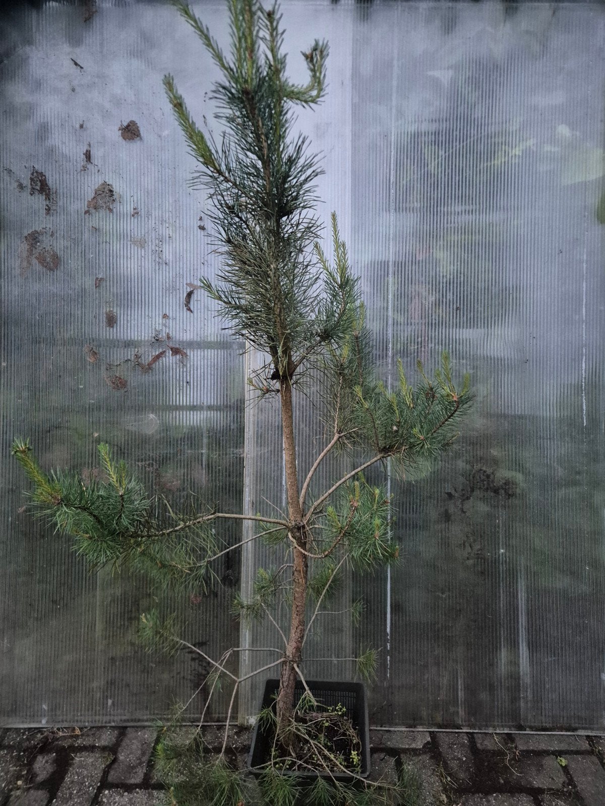 Pinus sylvestris, Tuin en Terras, Planten | Bomen, Ophalen of Verzenden, Bloeit niet, Volle zon, Overige soorten